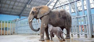 FRA: The baby elephant Rungwe, captive-born through artificial insemination in ZooParc de Beauva