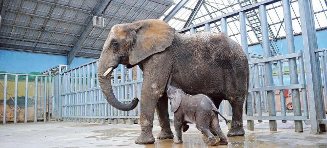 FRA: The baby elephant Rungwe, captive-born through artificial insemination in ZooParc de Beauva