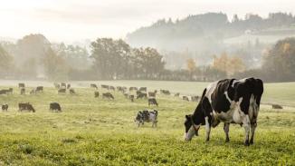 Red and black Holstein cows are grazing on a cold autumn morning on a meadow in Switzerland