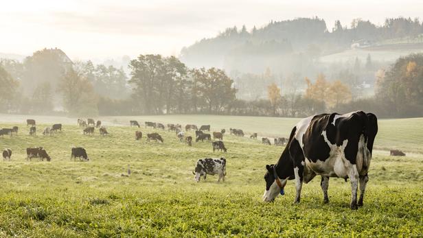 Red and black Holstein cows are grazing on a cold autumn morning on a meadow in Switzerland